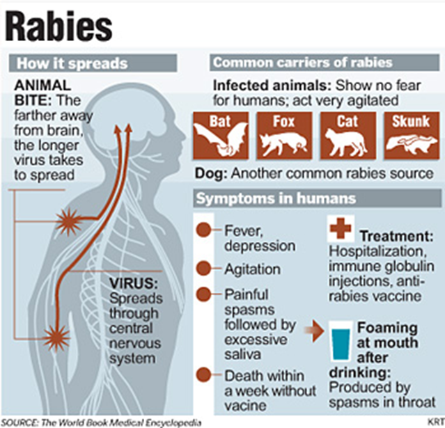 Increasing Rabies Cases In Malaysia | UNIVERSITY HEALTH CENTRE